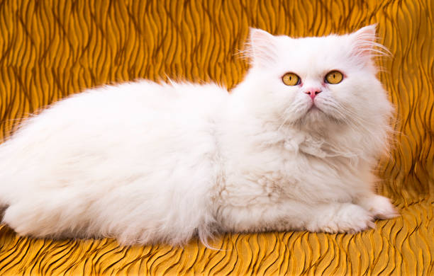 istock Beautiful white cat with yellow eyes 2191347741