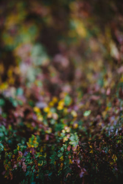 Fall colored leaves in the forest out of focus in Yens, Vaud, Switzerland