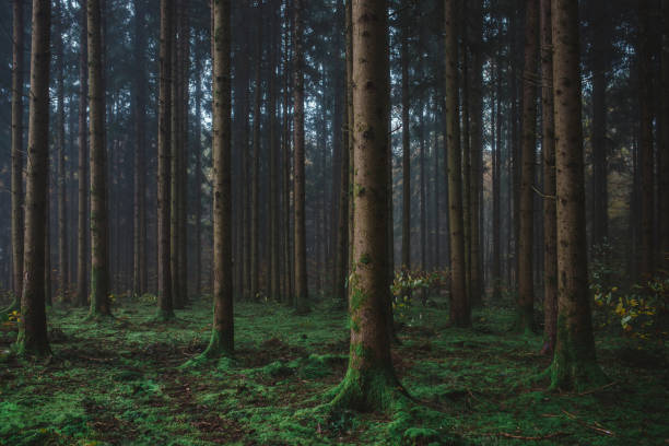 istock A group of straight tree trunks in the forest 2191348050
