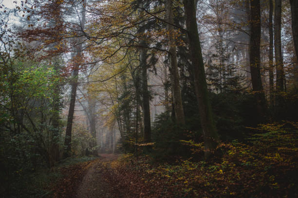 istock A path into a foggy forest in autumn 2191348054