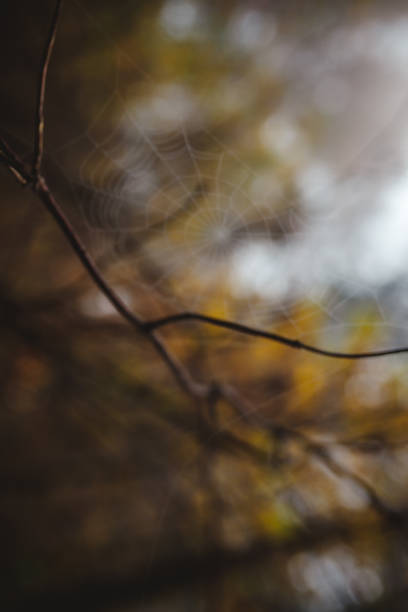 An out of focus spiderweb in the autumn forest in Yens, Vaud, Switzerland
