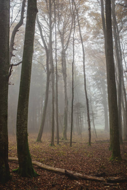 istock Tall trees in a foggy forest in autumn 2191348067