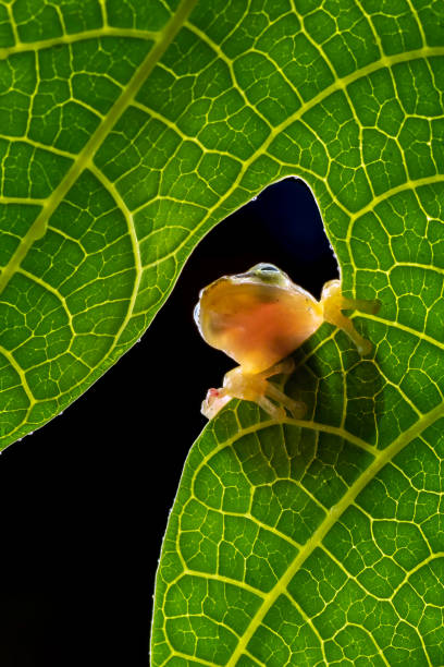 istock Golden frog hanging on a leaf 2191348087