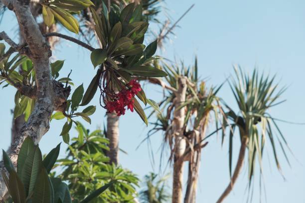 Beautiful day outdoor nature plant tree beach view