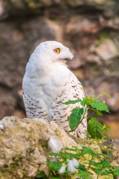 istock A snowy owl sits on a rock cliff. 2191349234