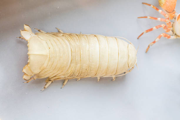 Armadillidium maculatum in front of white background
