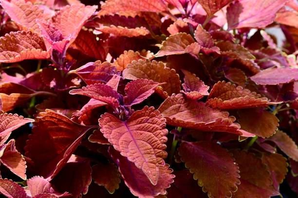 istock Vibrant Red Coleus Leaves Close-Up 2191350275