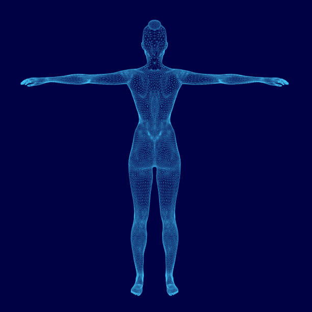 istock Woman's body is shown in a blue color scheme. The image is a computer-generated rendering of a human body, with the woman's arms extended and her legs spread apart 2191351690