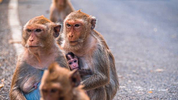 istock Monkey Family Bond Protecting a Newborn on the Road 2191352019