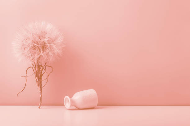 istock A large dandelion on the table and an inverted small ceramic vase on a pink background. Toned image. Peach background. 2191353181