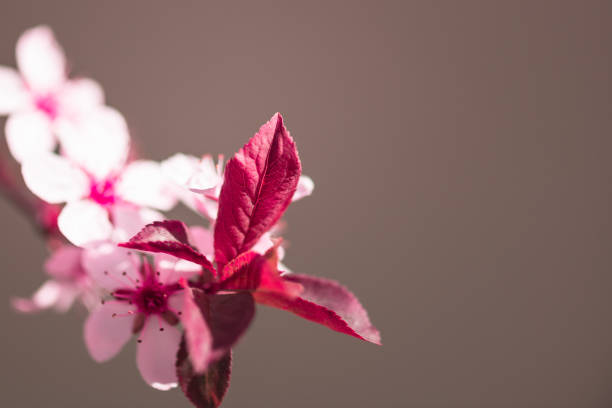 Blossoming plum branch with burgundy leaves.