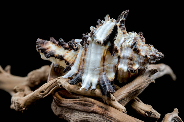 istock Intricate Spiny Murex Seashell on Driftwood 2191353734