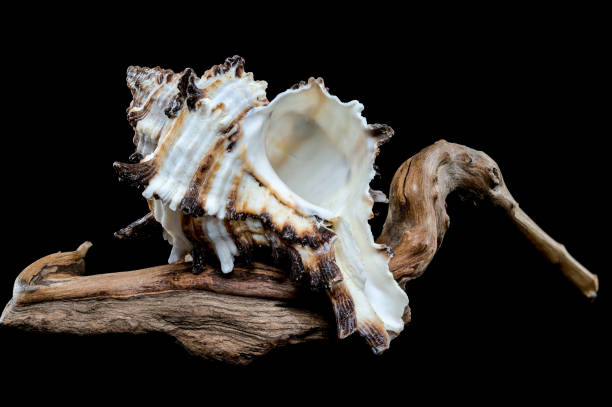 istock Intricate Spiny Murex Seashell on Driftwood 2191353736