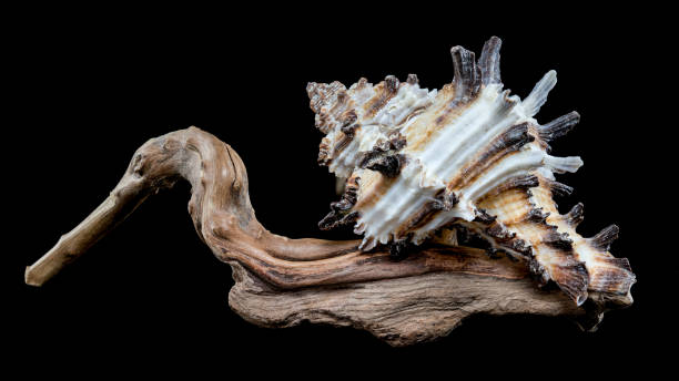 istock Intricate Spiny Murex Seashell on Driftwood 2191353737