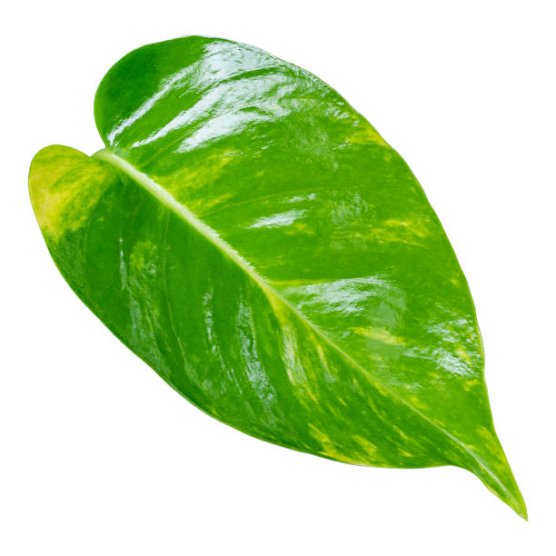 istock Golden pothos leaf isolated on white background with clipping path 2191354469