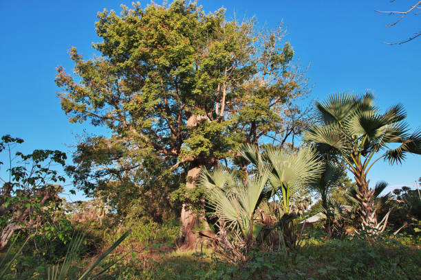 istock The big ceiba tree in Senegal, West Africa 2191354934