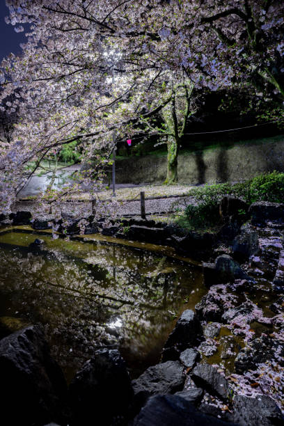 istock Cherry blossoms reflected in the pond at night 2191356704