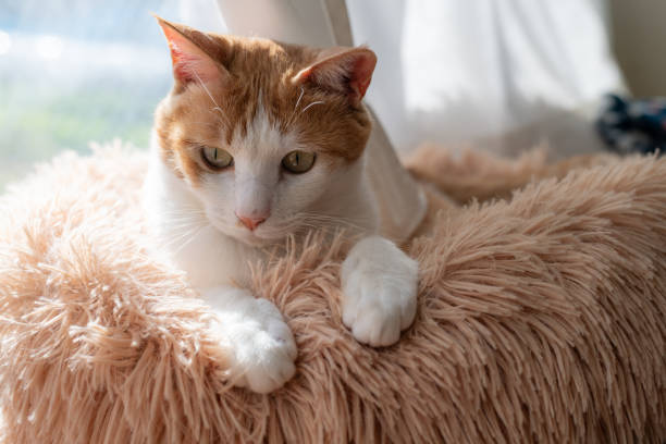 istock A cat in a cute pose with its paws together 2191356722
