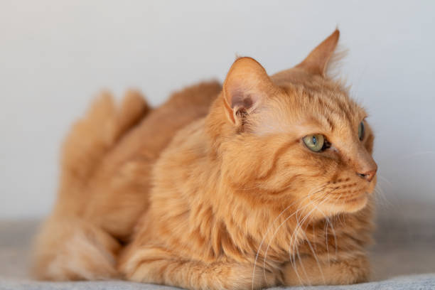 istock Cute cat relaxing indoors 2191357301