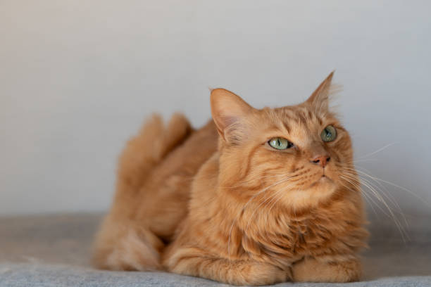 istock Cute cat relaxing indoors 2191357336