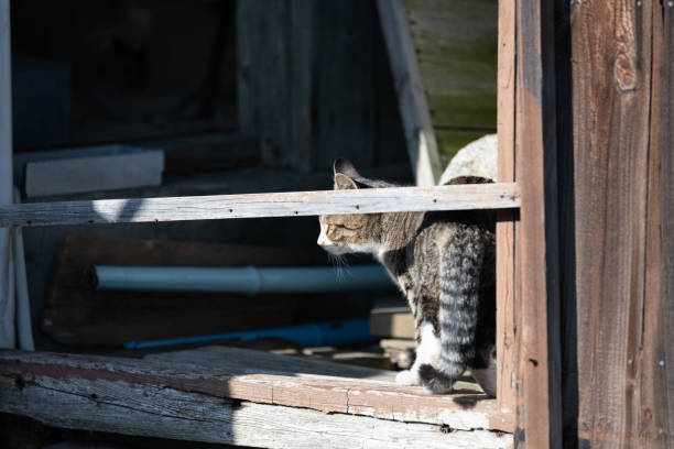 istock Cute stray cat coming out of a building 2191357434