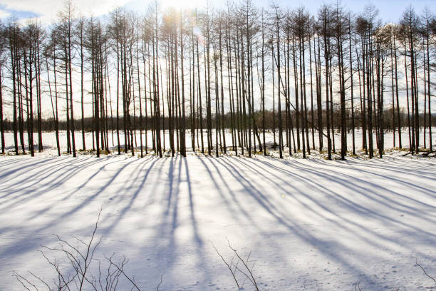 Bare trees casting shadow on the snow covered land with footpath, sunny winter day in the mountains