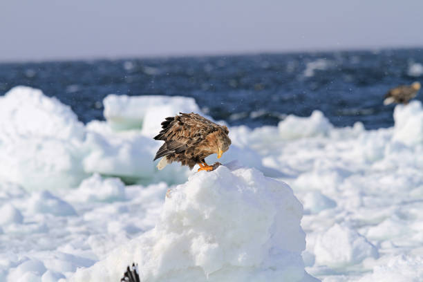 istock White-Tailed Sea Eagle on Ice Floe, Rausu, Hokkaido, Japan 2191357675