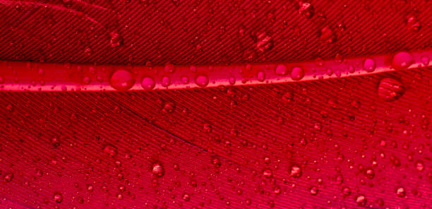 Close-up of a red feather with water drops. Space for copy.