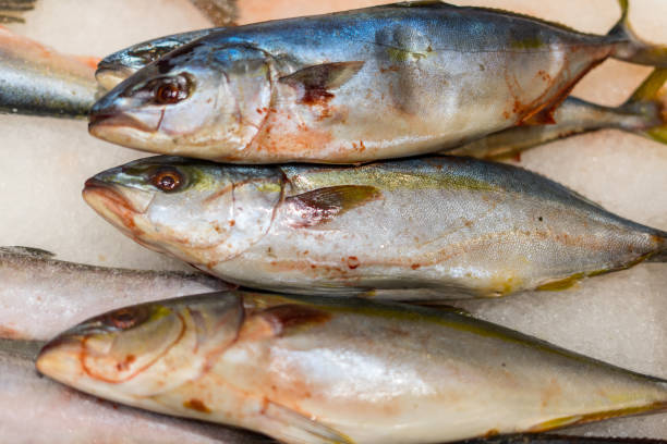 istock fresh fish on the market 2191361284