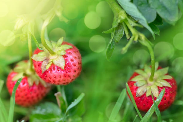 A DSLR close-up photo of ripe strawberries on the bush. Beautiful bokeh lights.