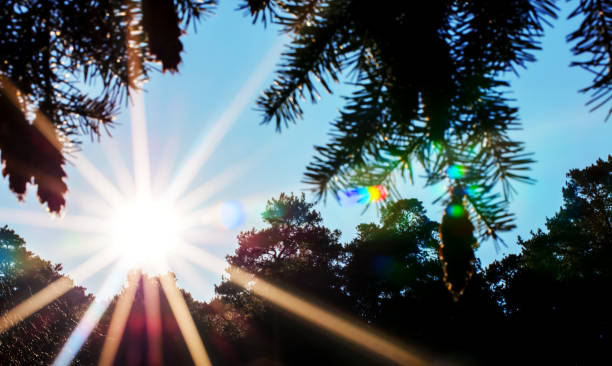 Trees and blue sky with with beautiful sun beams.
