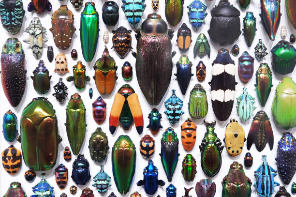 istock Collection of beetles 2191362116