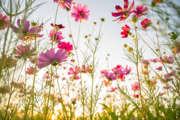 istock Cosmos flowers blooming in the nature. 2191363241