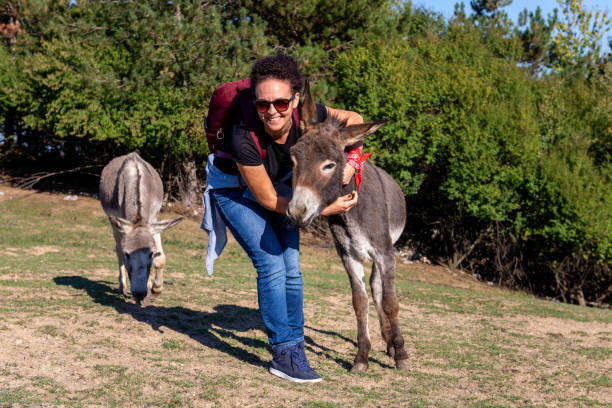 istock Donkeys and girl outdoors on sunny day 2191364984