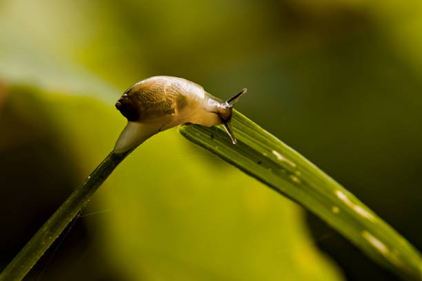 Spanish slug low perspective, shallow depth of field, bokeh