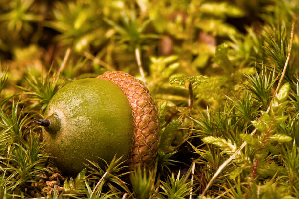 Acorn on moss.