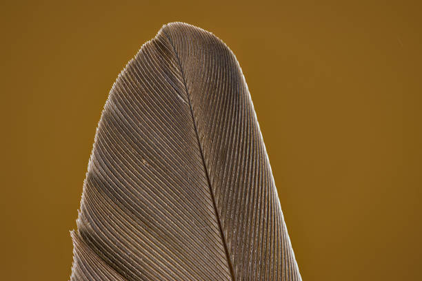 Riding the wind, the feather dances freely in the sky. Its figure makes us yearn for freedom. Released from bondage, it can fly anywhere. It makes us feel that way.