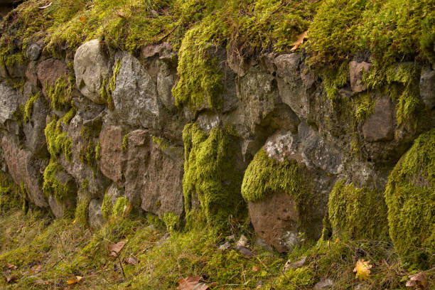 A wall covered with moss.