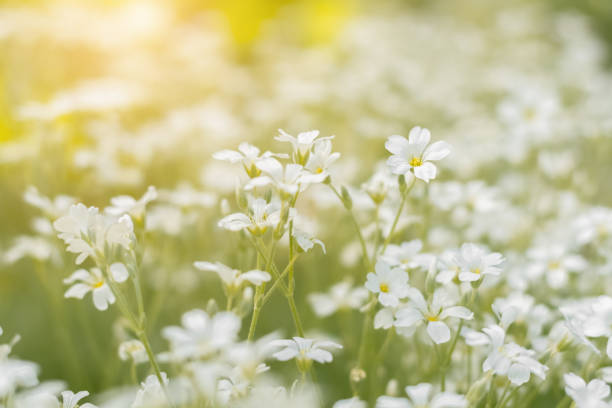 istock White little flowers in the sunlight 2191369170