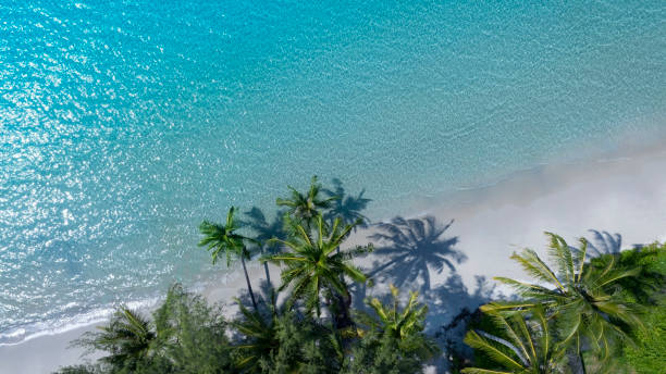 istock The tropical  white sand beach with  Aqua waves and coconut palm tree as shadow on blue background. 2191370492