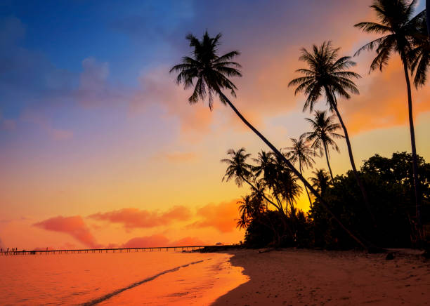 istock Summer with sunrise scene with  palm trees background as texture frame background 2191371756