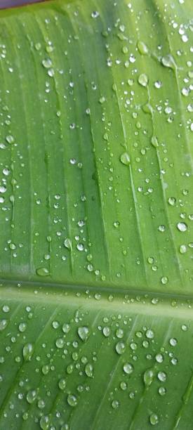 istock beautiful banana leaves or green leaf with drops 2191372732