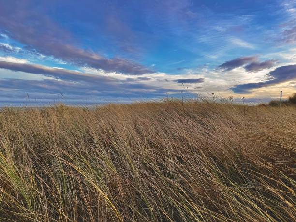 istock Marram grass and cloudscape in Northumberland 2191373186