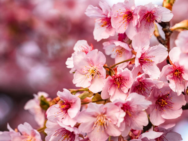istock Small pink plum blossom cluster 3 2191373907