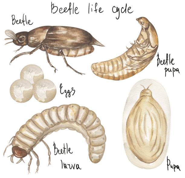 istock watercolor hand drawn chafer beetle life cycle illustration set, children educational clipart, graphic insect life growth clip art 2191374302