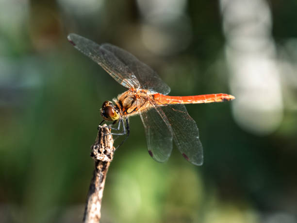 istock An Autumn Darter Dragonfly perched on a stick 2 2191374541