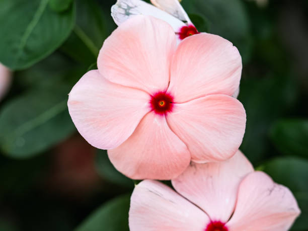 istock Pink Periwinkle flowers in a flowerbed 1 2191375343