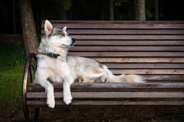 cute Siberian dog, sitting on a park bench