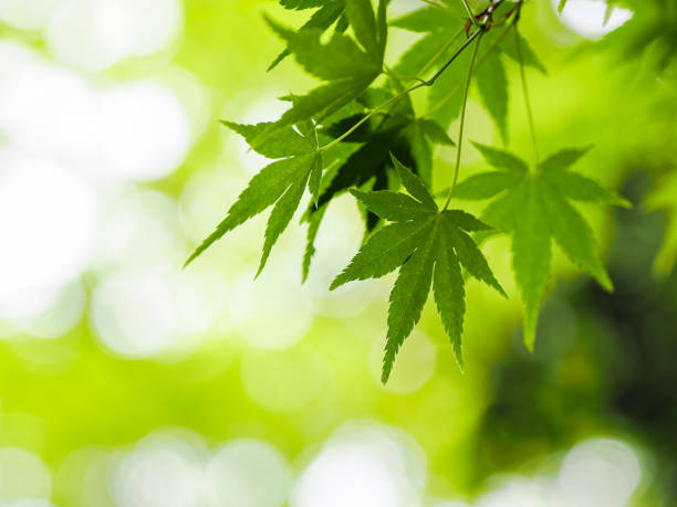 istock Fresh green leaves and background 2191376359