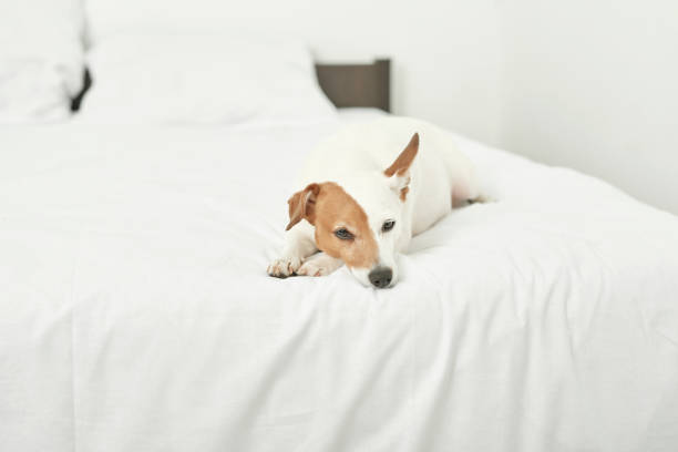 istock Boy with dog on bed 2191376602